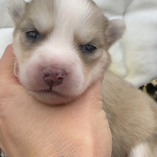 Male Pomsky F4 Mâle Pomsky