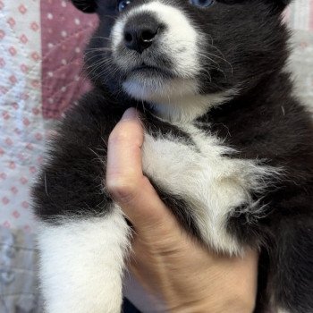 chiot Pomsky Noir et Blanc Mishka Elevage de Pomsky & Samsky