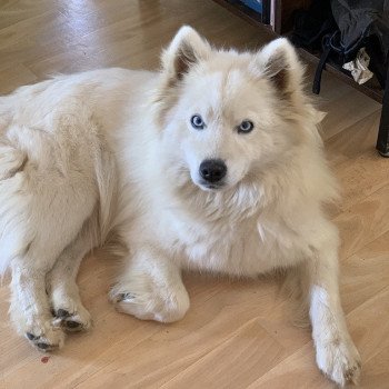 chien Pomsky F2 8,5 kg Robe Blanche yeux bleu OPALE Elevage de Pomsky & Samsky chien Pomsky F2 8,5 kg Robe Blanche yeux bleu OPALE Elevage de Pomsky & Samsky