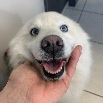 chien Pomsky F2 8,5 kg Robe Blanche yeux bleu OPALE Elevage de Pomsky & Samsky chien Pomsky F2 8,5 kg Robe Blanche yeux bleu OPALE Elevage de Pomsky & Samsky
