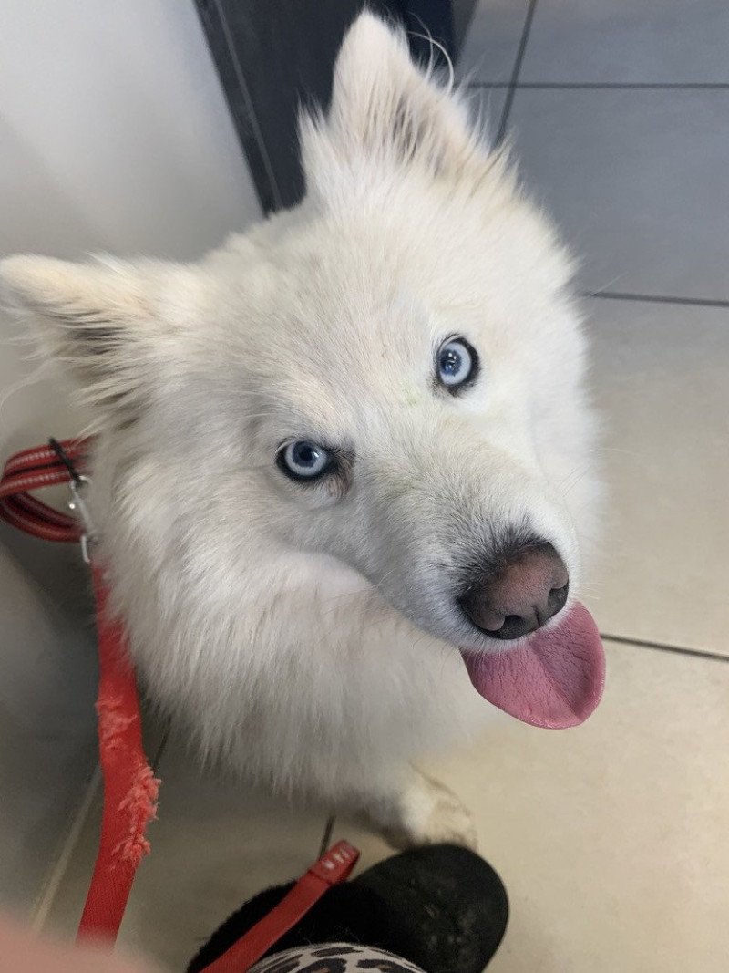 OPALE Femelle Pomsky OPALE Femelle Pomsky