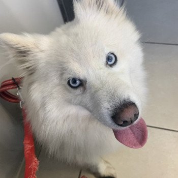 chien Pomsky F2 8,5 kg Robe Blanche yeux bleu OPALE Elevage de Pomsky & Samsky chien Pomsky F2 8,5 kg Robe Blanche yeux bleu OPALE Elevage de Pomsky & Samsky