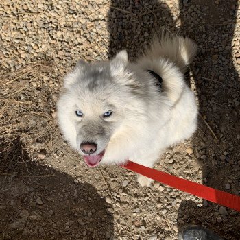 chien Pomsky BLANCHE OPALE Elevage de Pomsky & Samsky chien Pomsky BLANCHE OPALE Elevage de Pomsky & Samsky