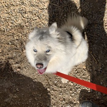 chien Pomsky BLANCHE OPALE Elevage de Pomsky & Samsky