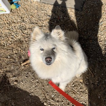 chien Pomsky BLANCHE OPALE Elevage de Pomsky & Samsky