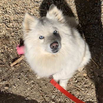 chien Pomsky BLANCHE OPALE Elevage de Pomsky & Samsky