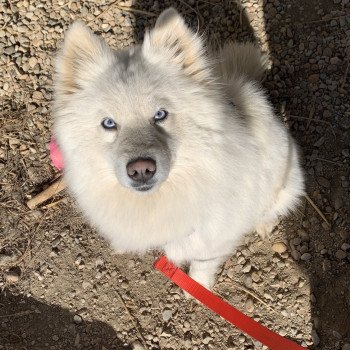 chien Pomsky BLANCHE OPALE Elevage de Pomsky & Samsky