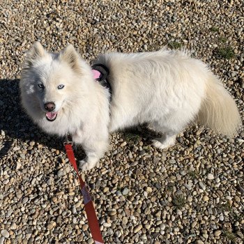 chien Pomsky BLANCHE OPALE Elevage de Pomsky & Samsky chien Pomsky BLANCHE OPALE Elevage de Pomsky & Samsky