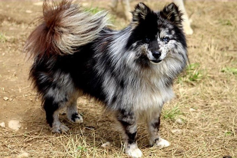 OREO Mâle Pomsky OREO Mâle Pomsky