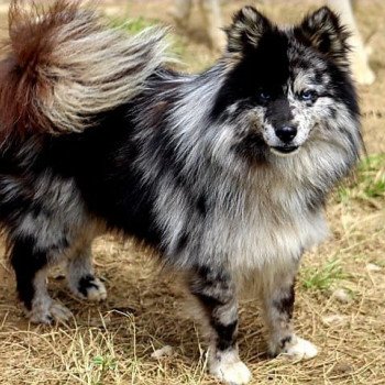 chien Pomsky OREO Elevage de Pomsky & Samsky chien Pomsky OREO Elevage de Pomsky & Samsky