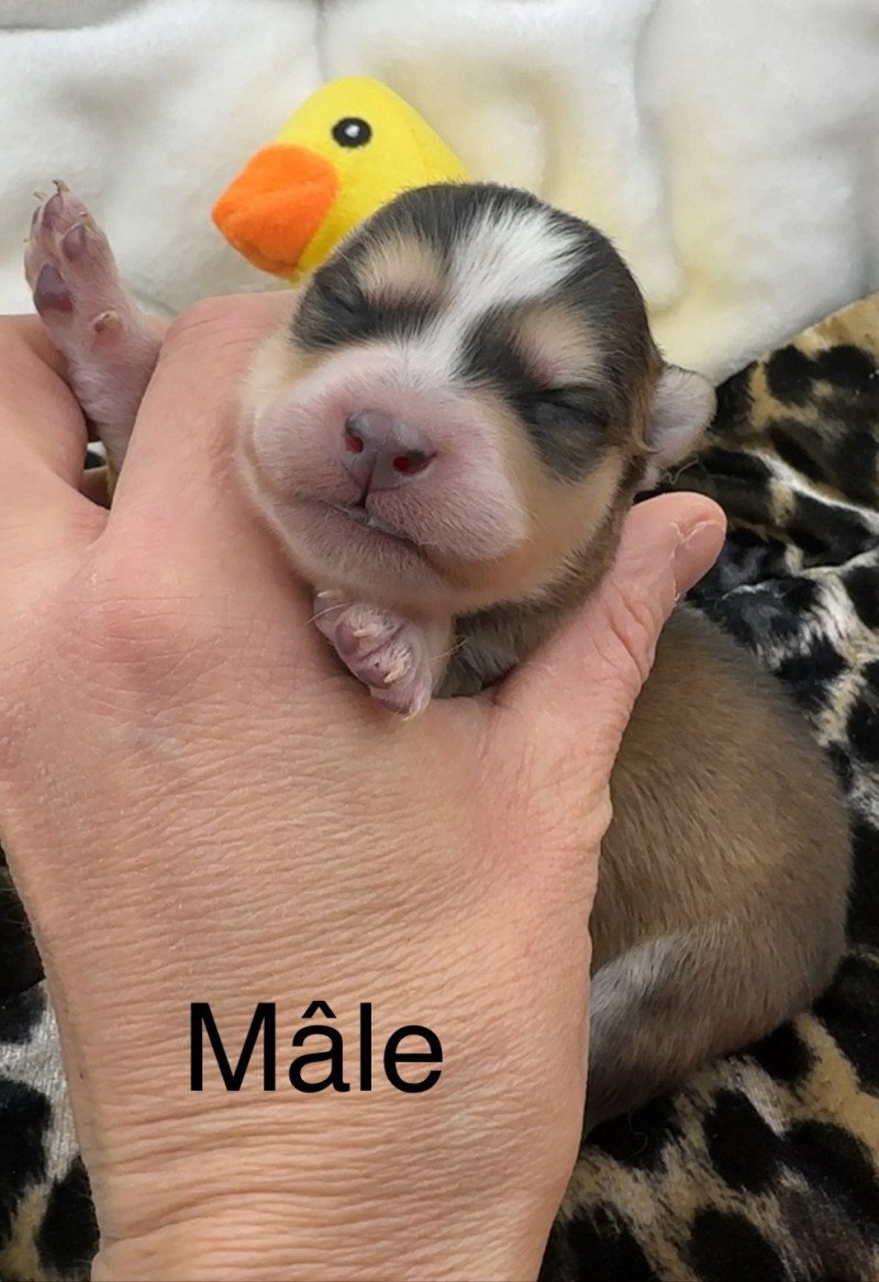 Pomsky F5 Mâle Pomsky Pomsky F5 Mâle Pomsky