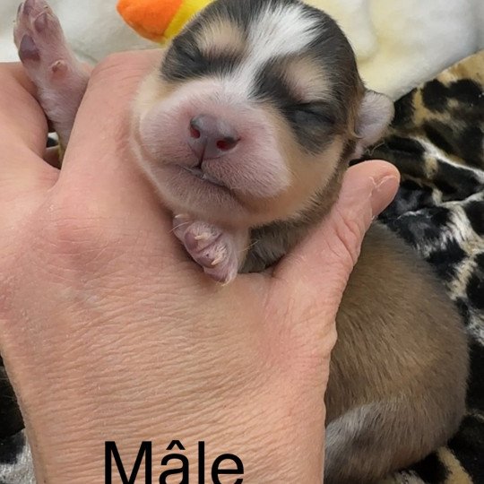 Pomsky F5 Mâle Pomsky