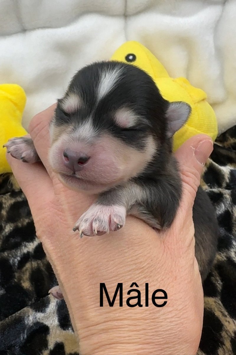 Mâle Pomsky F5 Mâle Pomsky