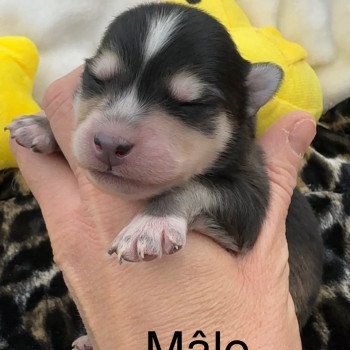 chiot Pomsky Choco Tan agouti Noir Mâle Pomsky F5 Elevage de Pomsky & Samsky