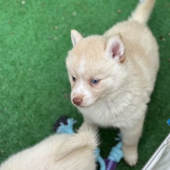 chiot Pomsky F4 Pinto Sable Yeux bleu Roma Elevage de Pomsky & Samsky