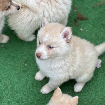 chiot Pomsky F4 Pinto Sable Yeux bleu Roma Elevage de Pomsky & Samsky