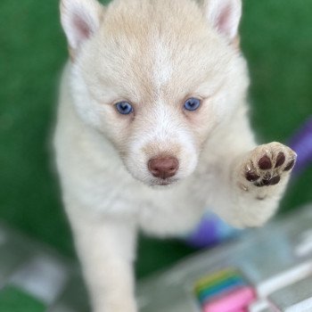 chiot Pomsky F4 Pinto Sable Yeux bleu Roma Elevage de Pomsky & Samsky