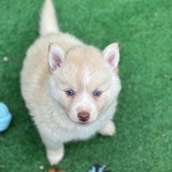 chiot Pomsky F4 Pinto Sable Yeux bleu Roma Elevage de Pomsky & Samsky