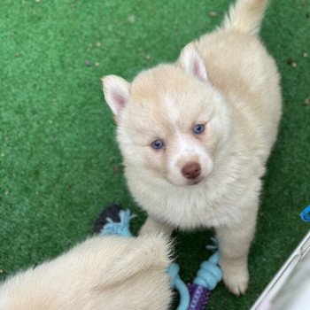 chiot Pomsky F4 Pinto Sable Yeux bleu Roma Elevage de Pomsky & Samsky