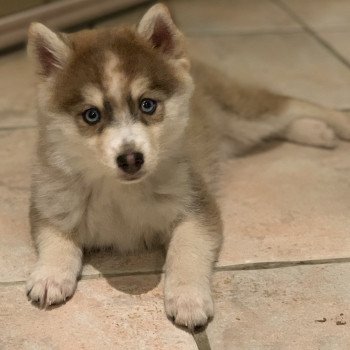 chien Pomsky Black choco white Secret Elevage de Pomsky & Samsky