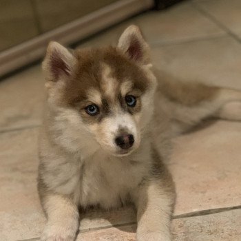 chien Pomsky Black choco white Secret Elevage de Pomsky & Samsky