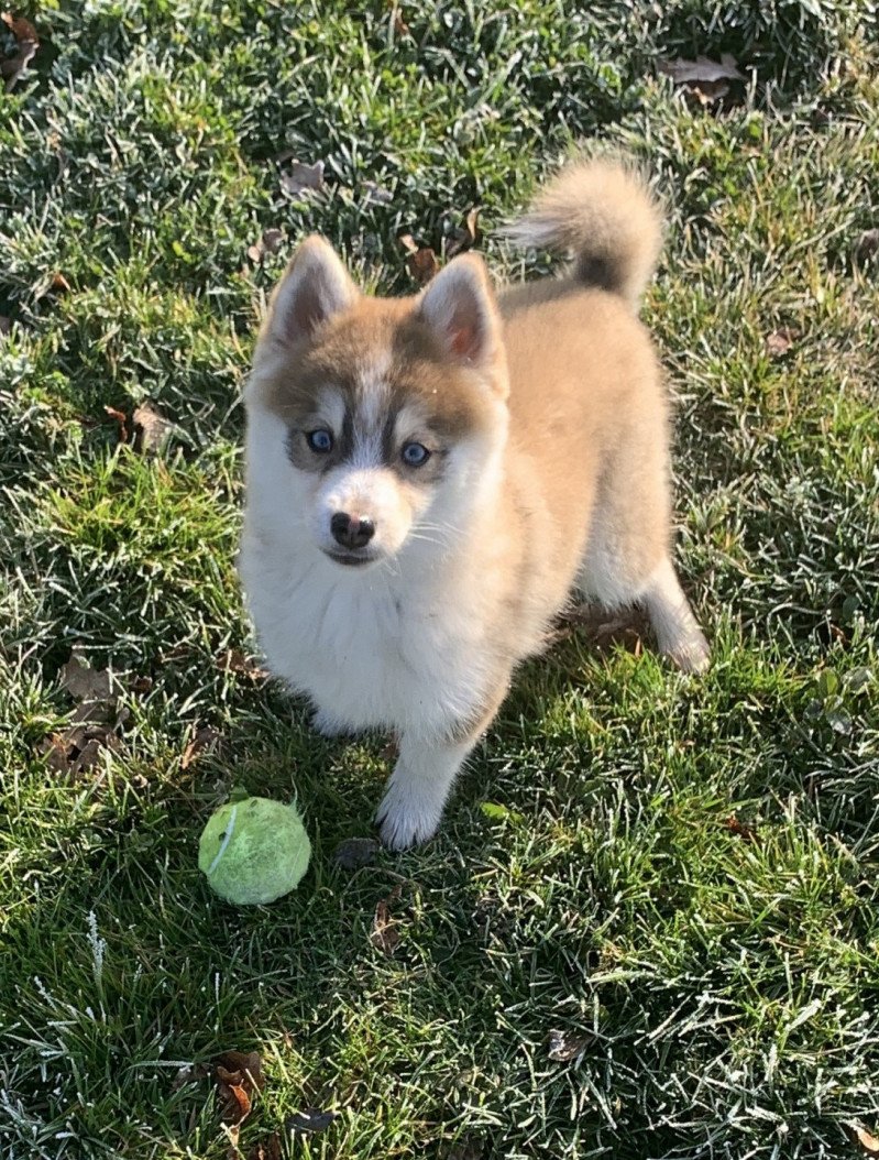 Secret Mâle Pomsky Secret Mâle Pomsky