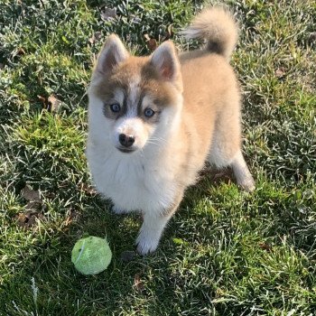 chien Pomsky Black choco white Secret Elevage de Pomsky & Samsky