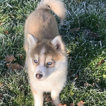 chien Pomsky Black choco white Secret Elevage de Pomsky & Samsky