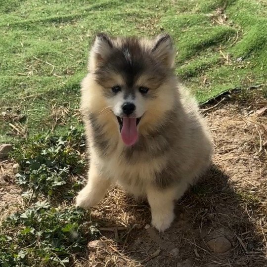 Vahiana Femelle Pomsky