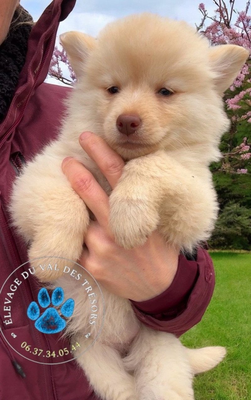 Vaya Femelle Pomsky