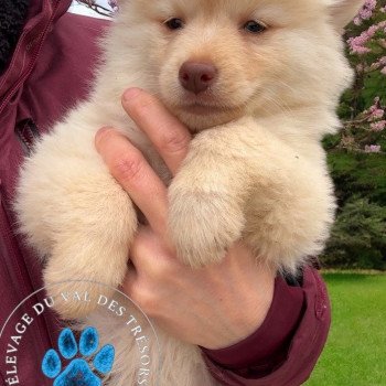 chiot Pomsky creme wooly Vaya Elevage de Pomsky & Samsky
