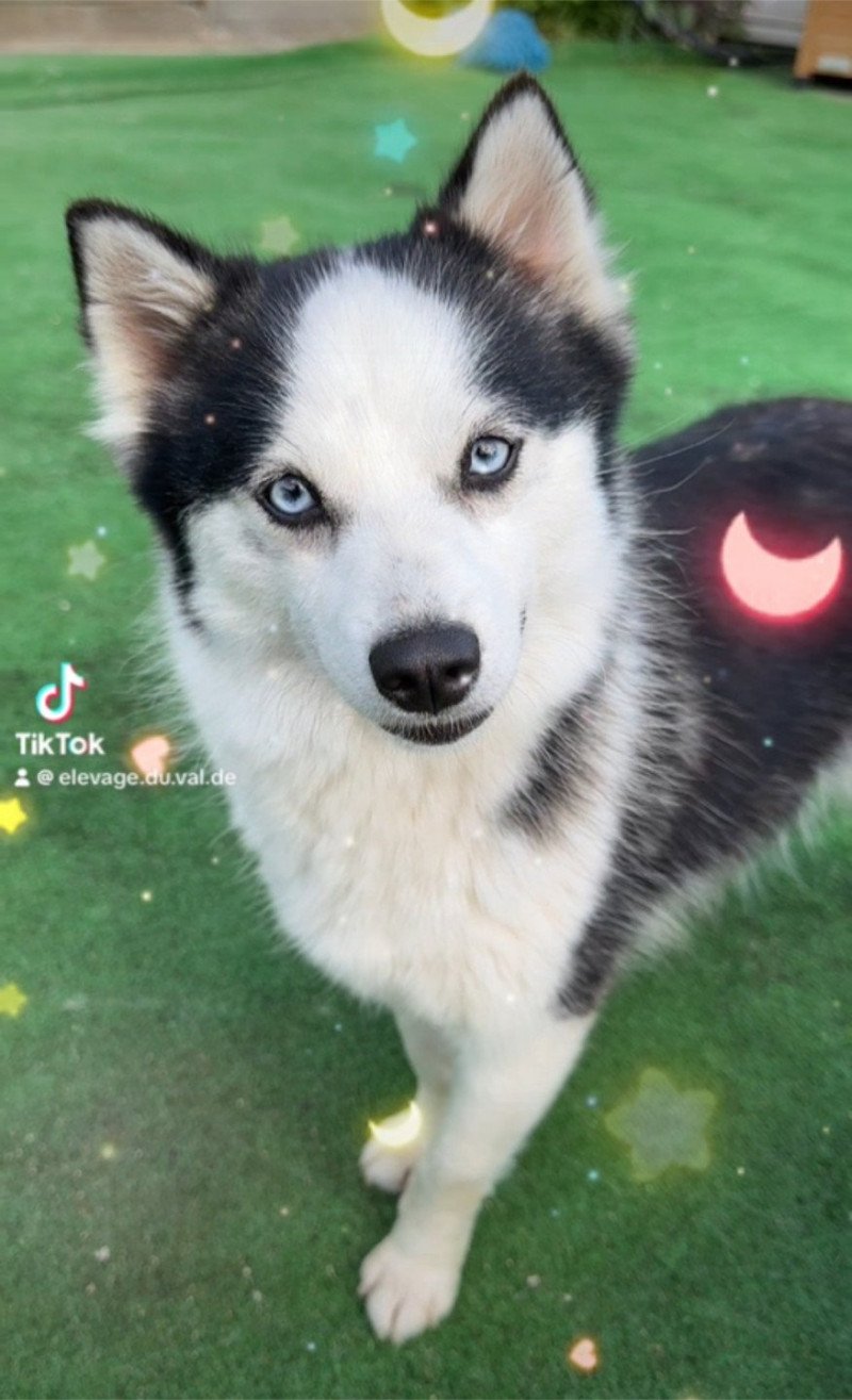 Vegas Femelle Pomsky
