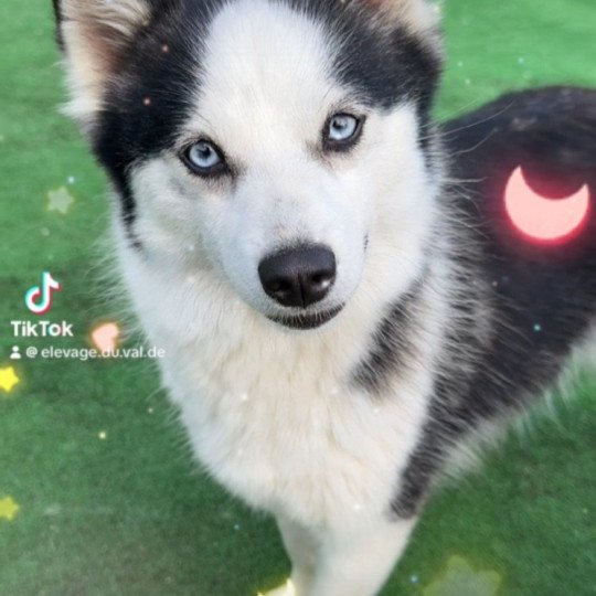 Vegas Femelle Pomsky