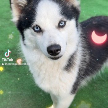chien Pomsky Vegas Elevage de Pomsky & Samsky