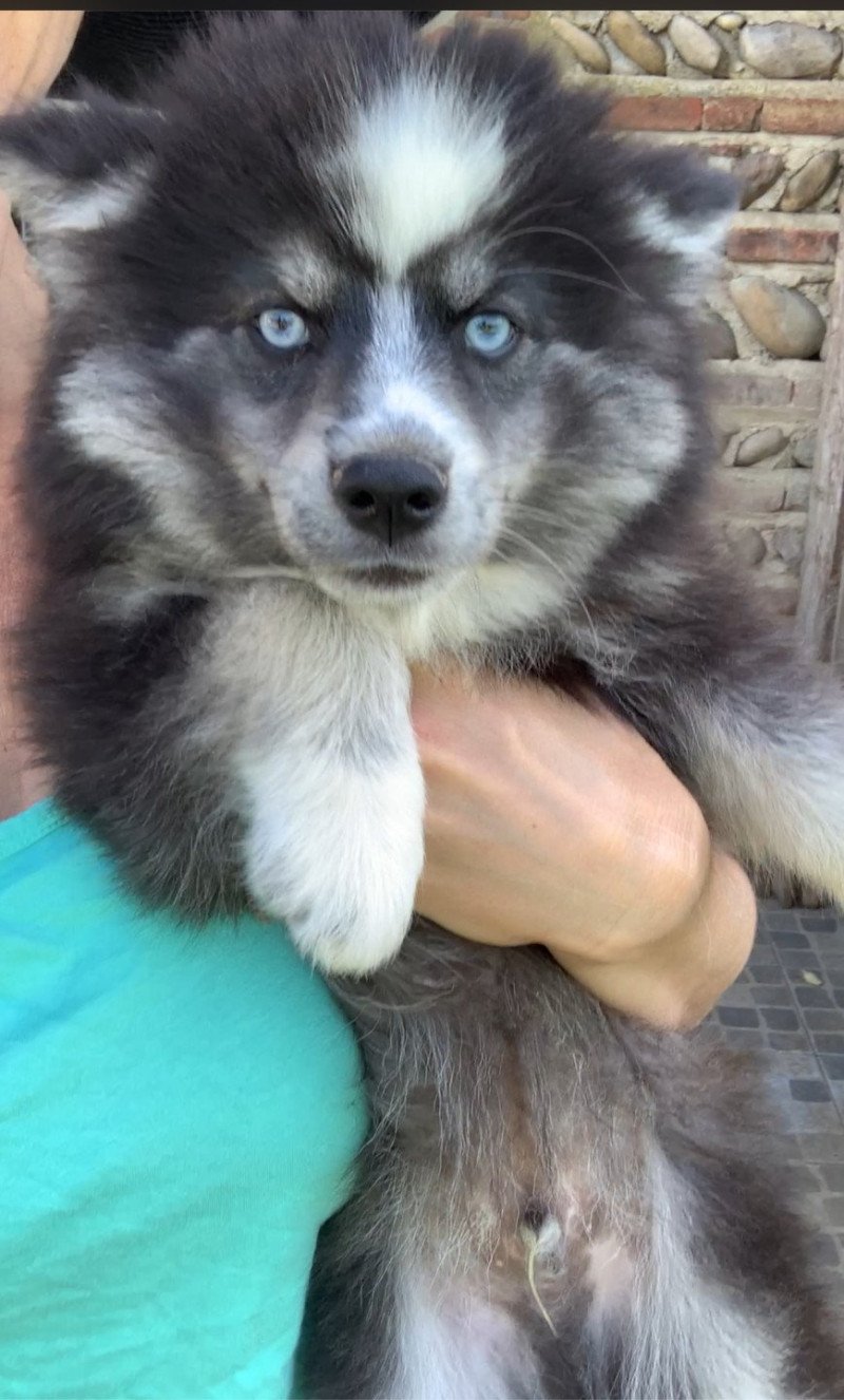 Versace Mâle Pomsky Versace Mâle Pomsky
