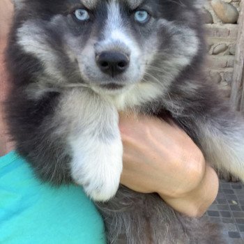 chiot Pomsky Noir Gris Loup Yeux bleu Versace Elevage de Pomsky & Samsky chiot Pomsky Noir Gris Loup Yeux bleu Versace Elevage de Pomsky & Samsky