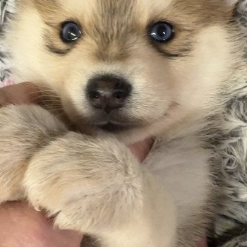 chiot Pomsky choco marquage husky fluffy yeux bleu Vicky F4 Elevage de Pomsky & Samsky