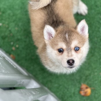 chiot Pomsky F4 choco marquage husky fluffy yeux bleu Vicky Elevage de Pomsky & Samsky