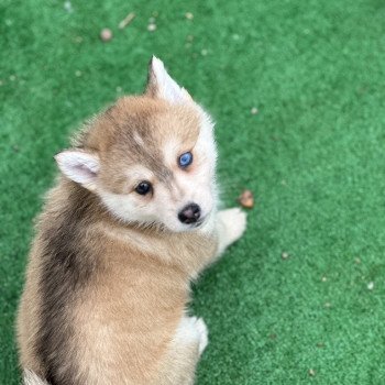 chiot Pomsky F4 choco marquage husky fluffy yeux bleu Vicky Elevage de Pomsky & Samsky