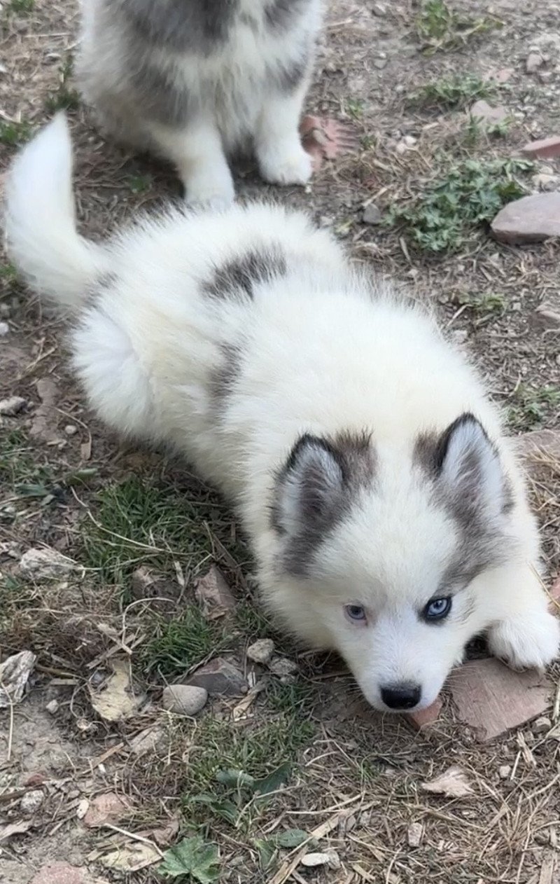 Viking Mâle Pomsky Viking Mâle Pomsky