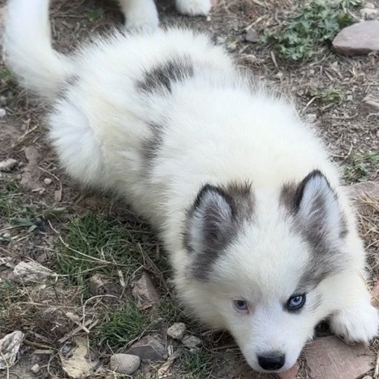 Viking Mâle Pomsky