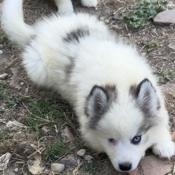 chiot Pomsky blanc tacheté silver yeux bleu Viking Elevage de Pomsky & Samsky chiot Pomsky blanc tacheté silver yeux bleu Viking Elevage de Pomsky & Samsky