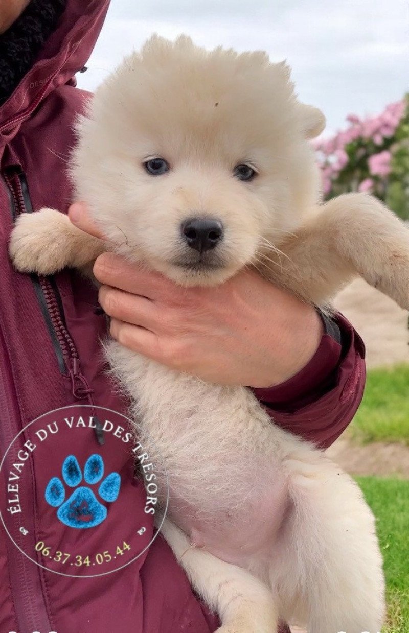 vinci Mâle Pomsky