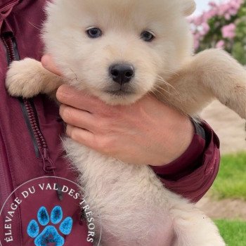 chiot Pomsky crème fluffy yx bleus vinci Elevage de Pomsky & Samsky