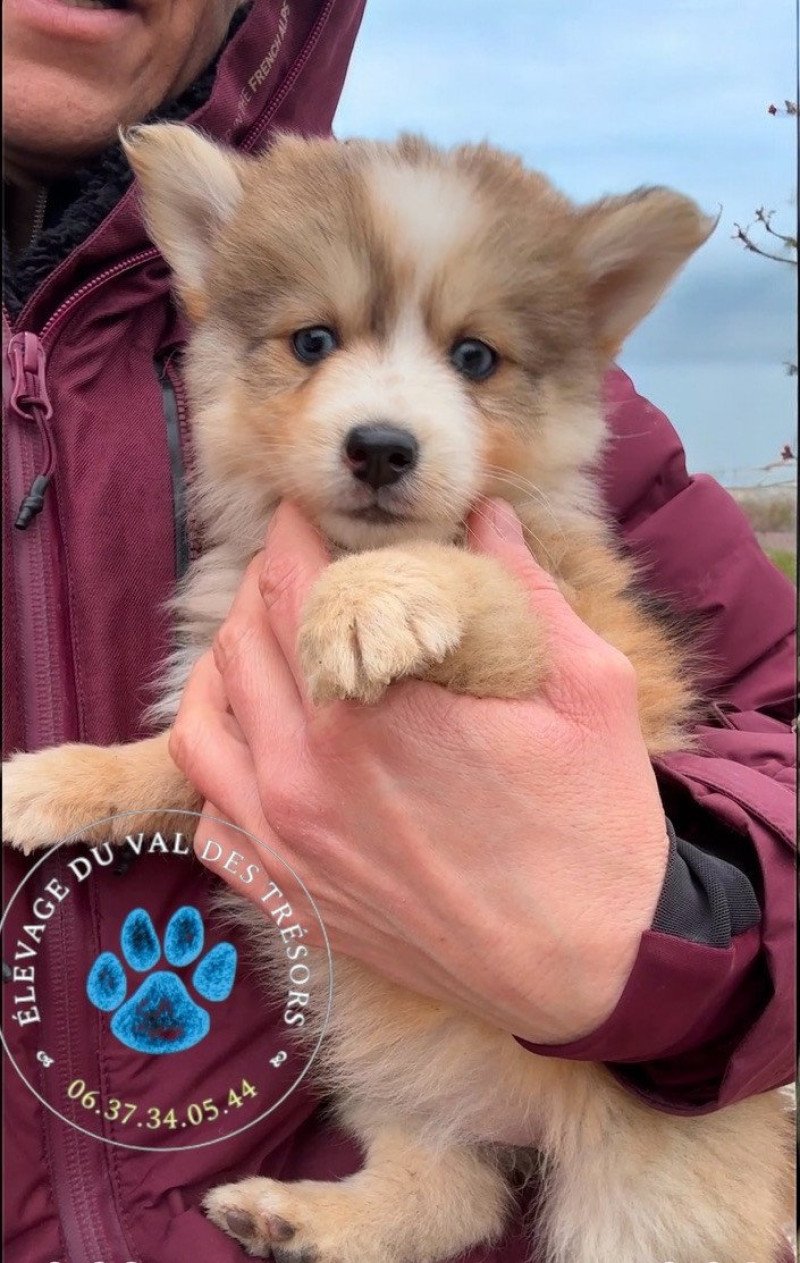 violette Femelle Pomsky