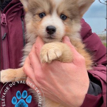 chiot Pomsky choco agouti marquage husky fleur de lys fermée violette Elevage de Pomsky & Samsky