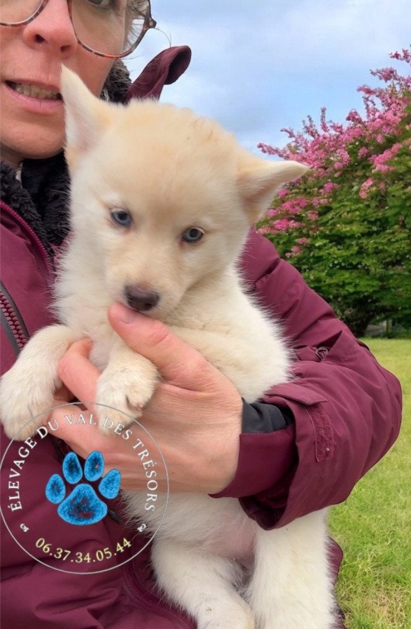 virgia F5 Mâle Pomsky