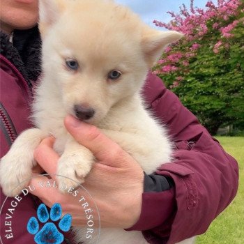 chiot Pomsky crème poil polaire yx bleu virgia F5 Elevage de Pomsky & Samsky