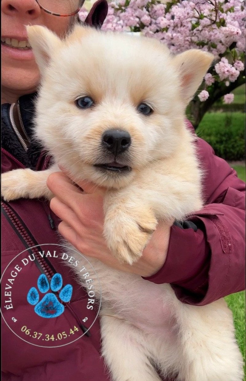 Volpi Mâle Pomsky