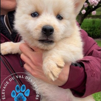 chiot Pomsky creme et blanc yx bleus Volpi Elevage de Pomsky & Samsky